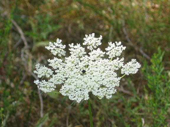 Daucus carota